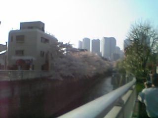 早朝なのに、桜を撮影している人の姿も